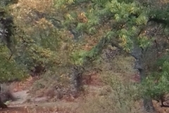 20171104_122125 (1)